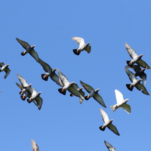 2027 Red Cape Wings 4 Bird Kits for Club Racing or your OLR