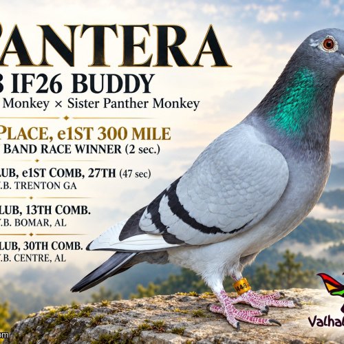 300 MILE BUDDY BAND RACE - 2ND PLACE WINNER