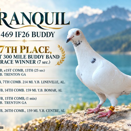300 MILE BUDDY BAND RACE - 7TH PLACE WINNER