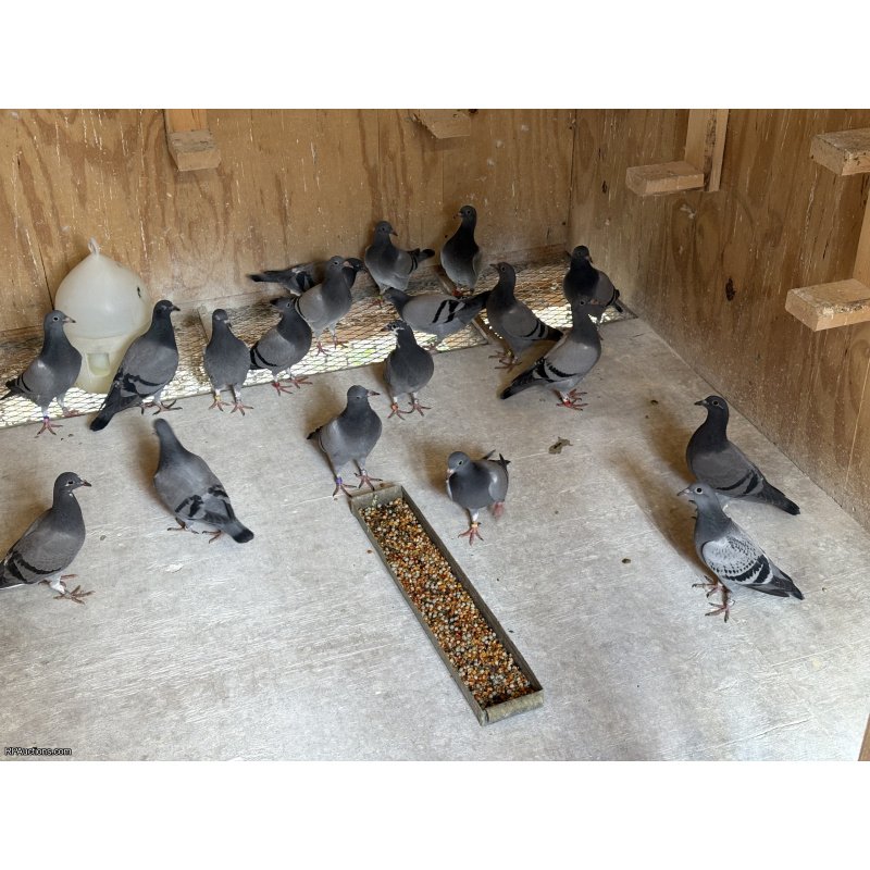 2026 Young bird  kits