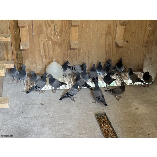 2026  4 Young bird  kit