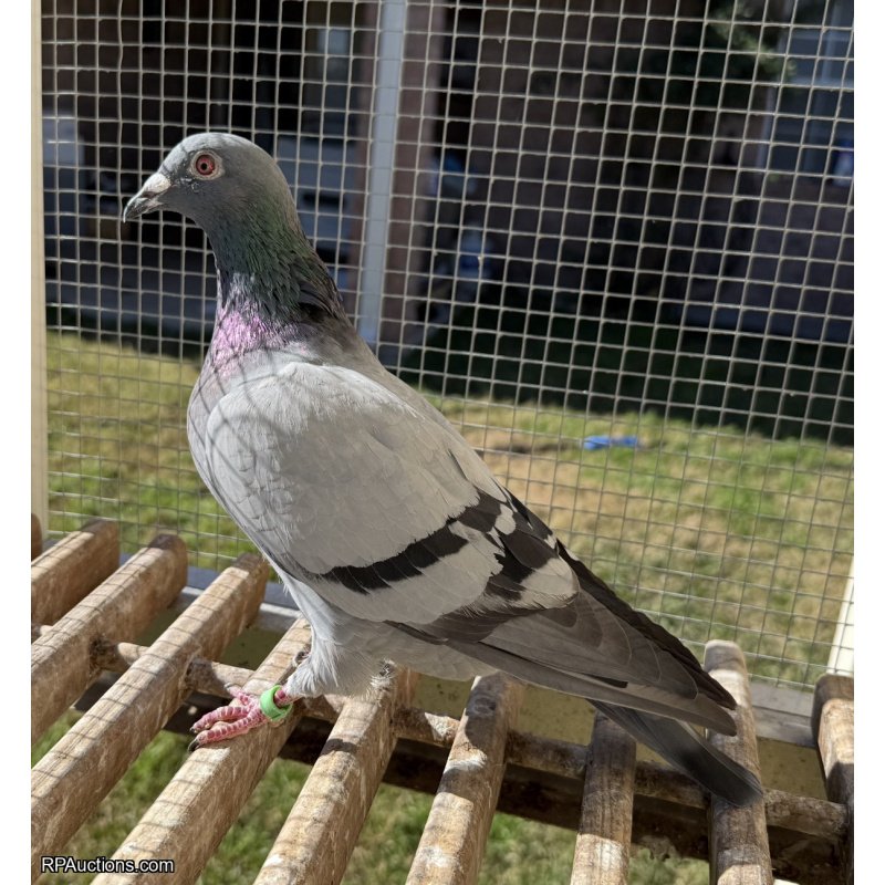 25 ARPU 78652 Cock Best of Vercammen!