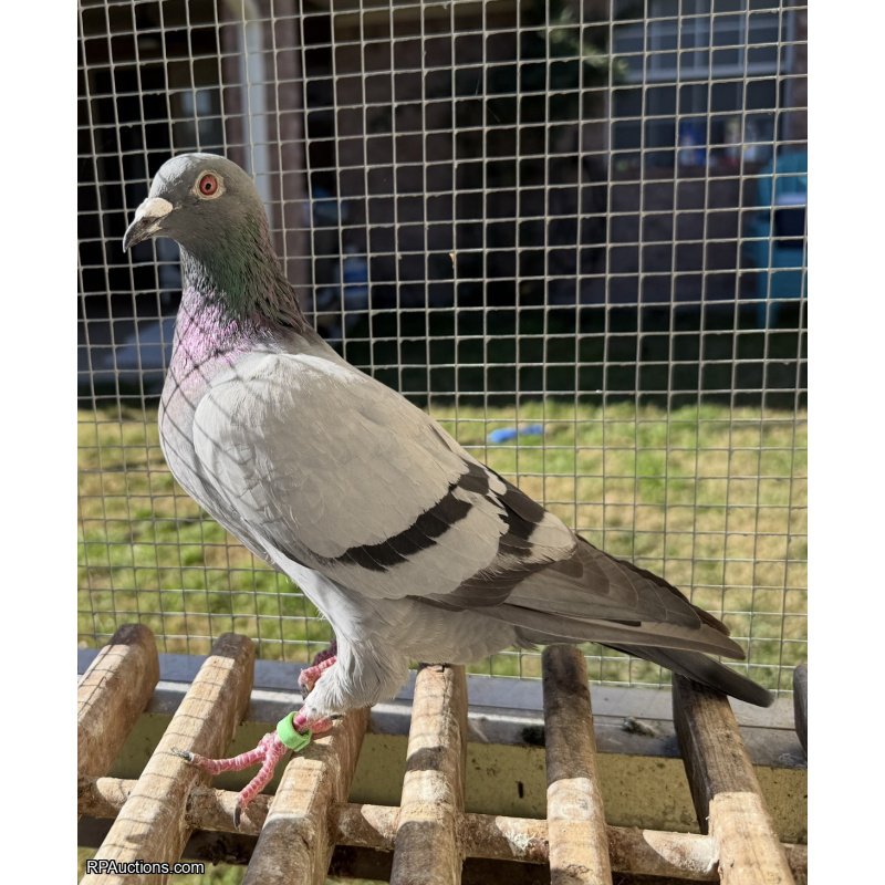 25 ARPU 78652 Cock Best of Vercammen!