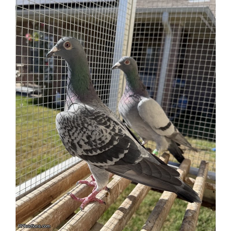 25 ARPU 78636 Hen Off two money winners in OLR!