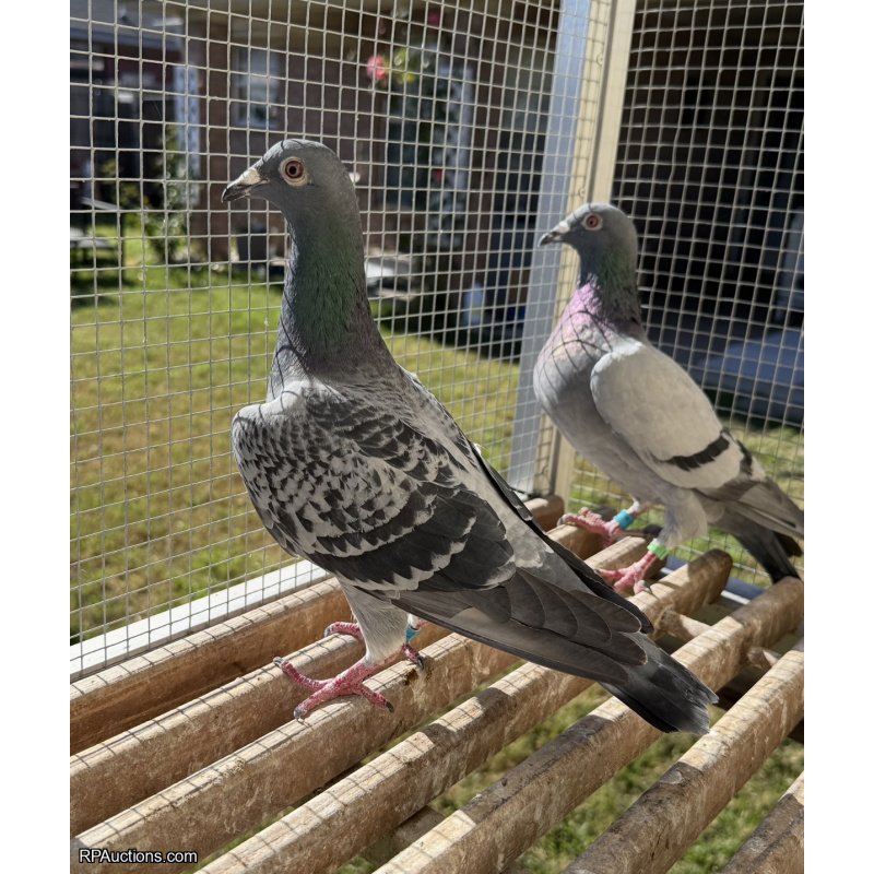 25 ARPU 78636 Hen Off two money winners in OLR!