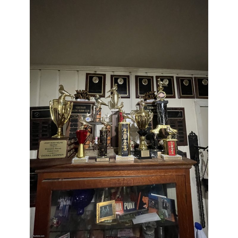 2026 Young bird  kits