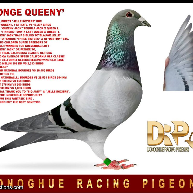 TOP JELLE ROZIERS CHAMPION BLOODLINES