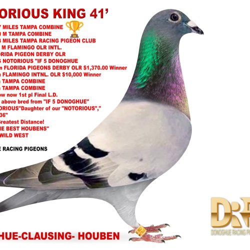 DONOGHUE CLAUSING HOUBEN