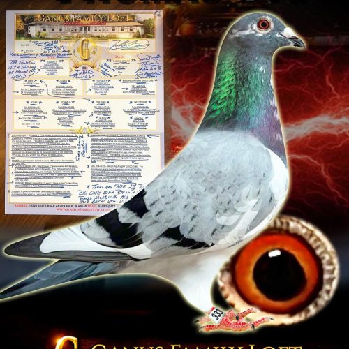 THOMAS 6