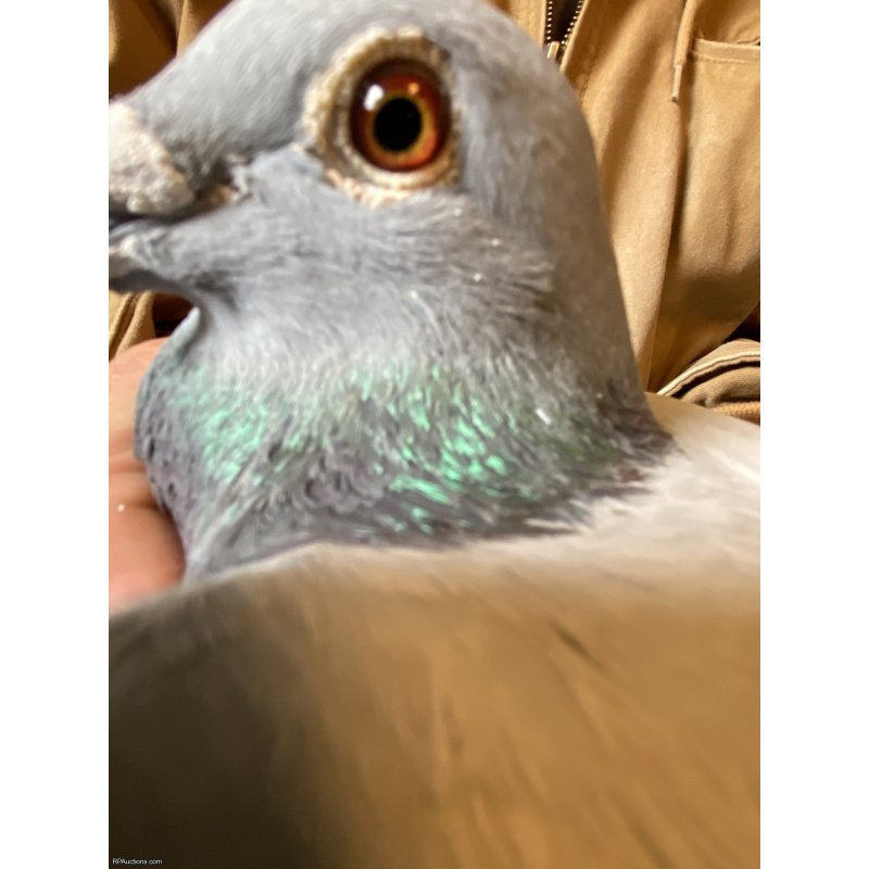 Middle distance racing pigeon