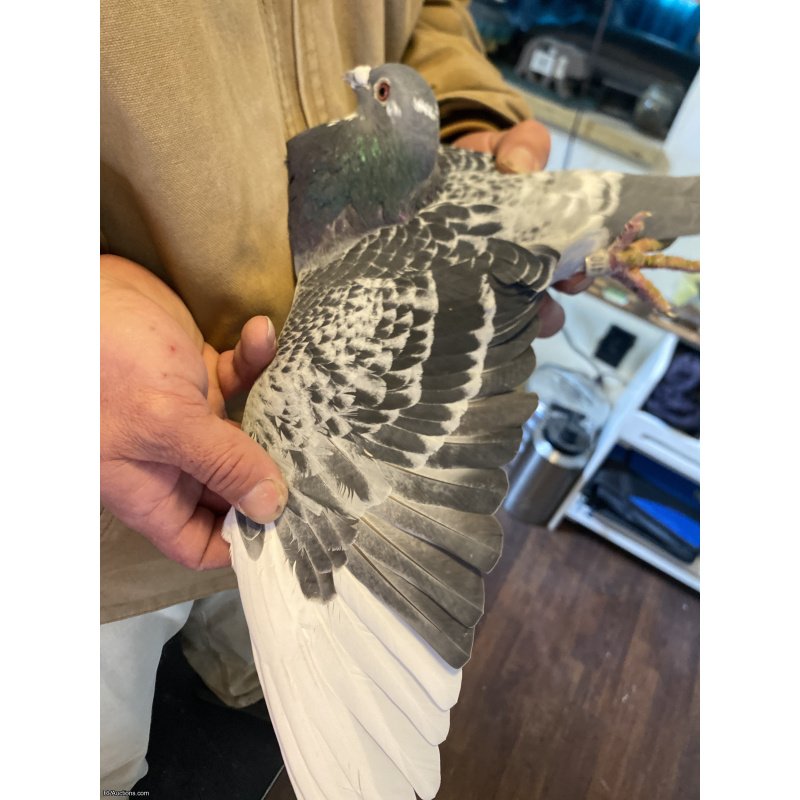 Middle to long distance racing pigeon 300to500 miles