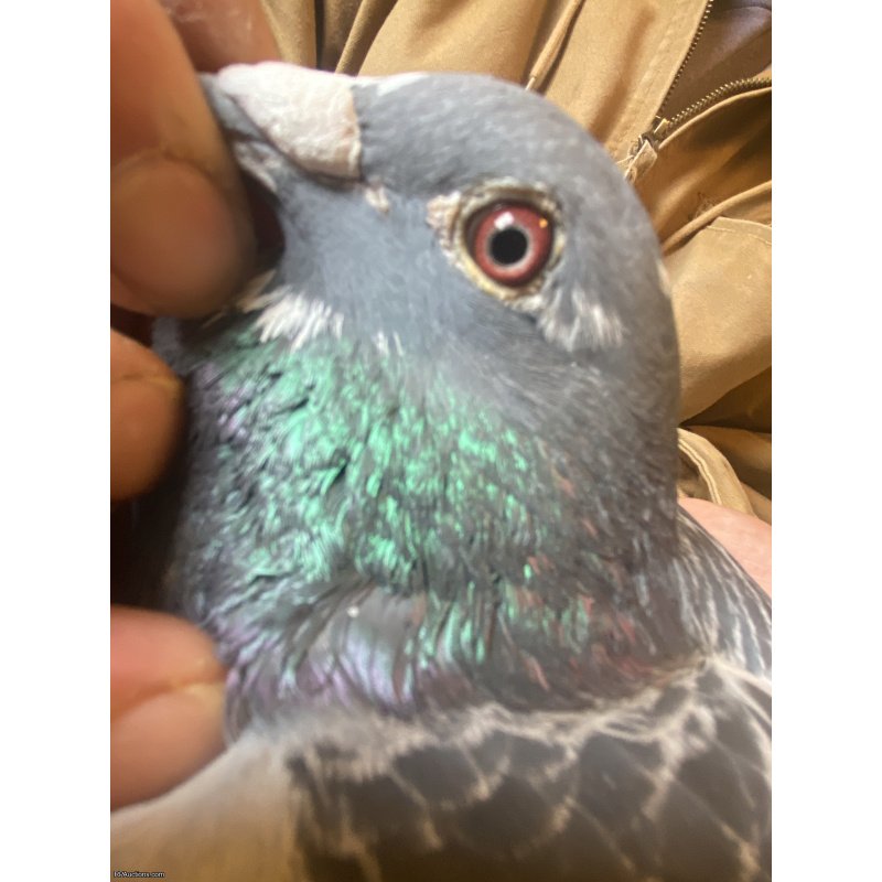 Middle to long distance racing pigeon 300to500 miles