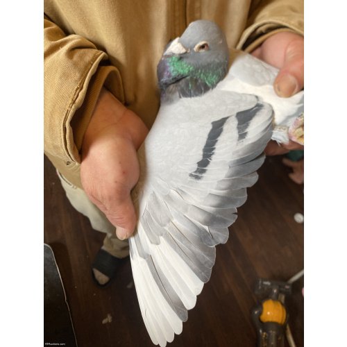 Middle distance janssen fabry