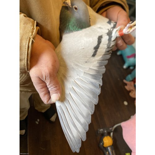 Middle distance racing pigeon cook