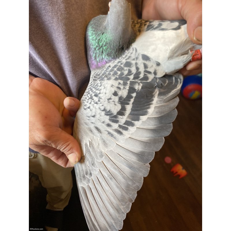 Middle racing pigeon 100to 300