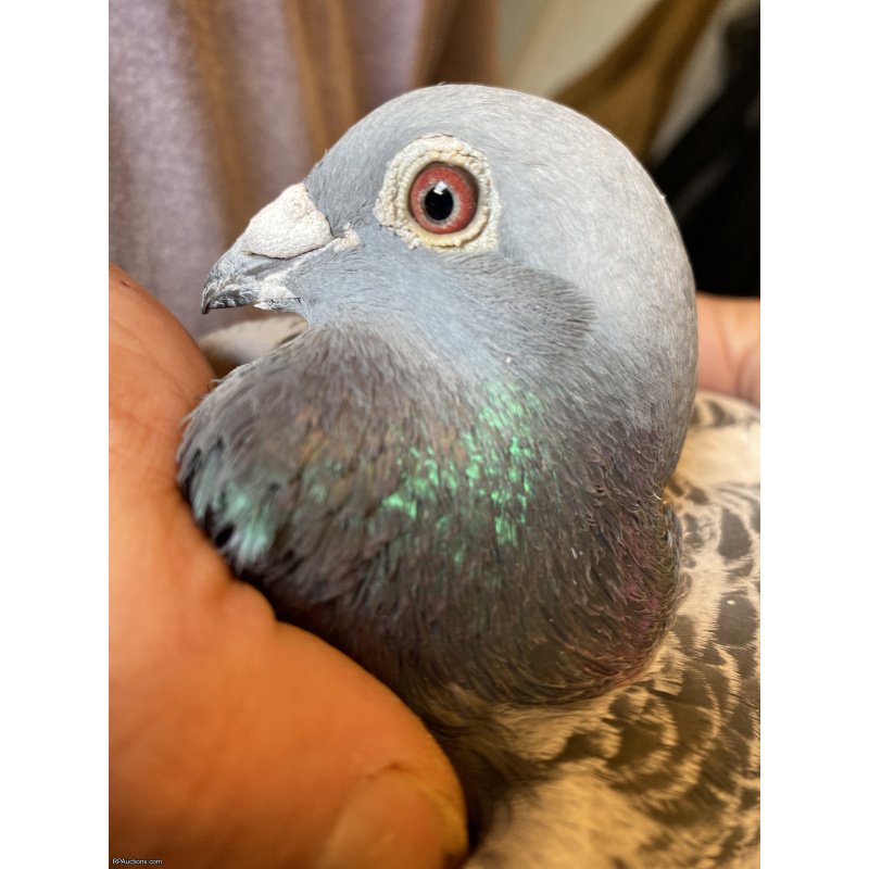 Middle distance racing pigeon 300