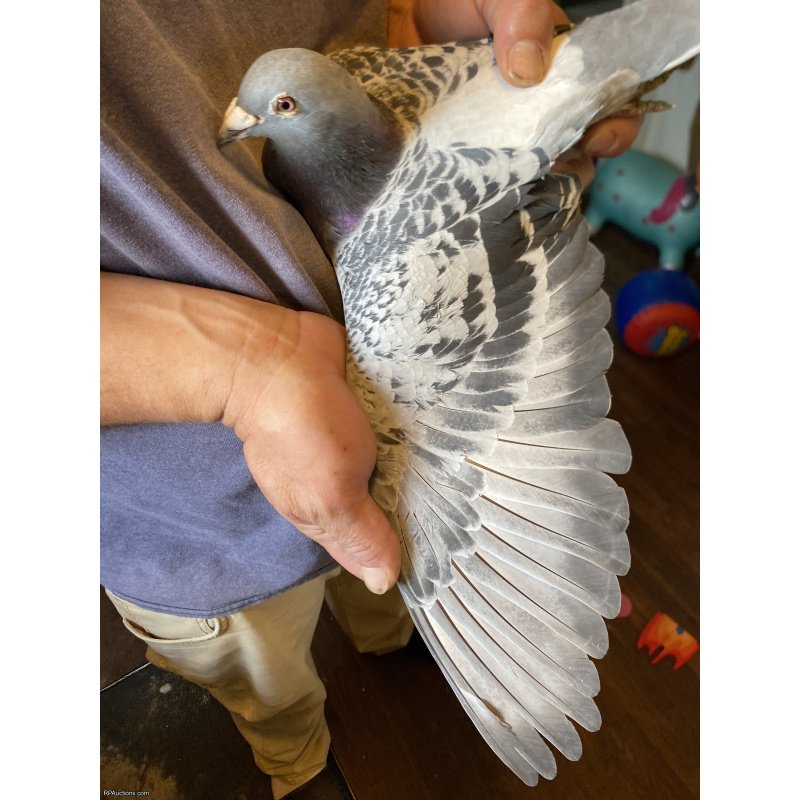 Middle distance racing pigeon 300